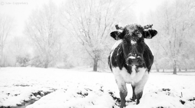 Winterweken bij Koeien en Kaas