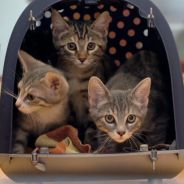Cat stories