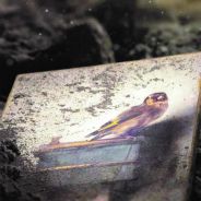The goldfinch