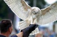 ROOFVOGELSHOW