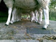 KINDERBOERIJEN IN ALPHEN