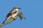Bijzondere overwinteraars in Nieuwkoops Plassengebied